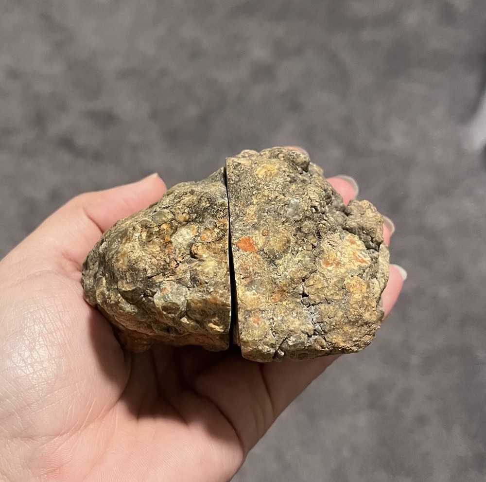 Cut and Polished Coprolite • Henry Mountains •