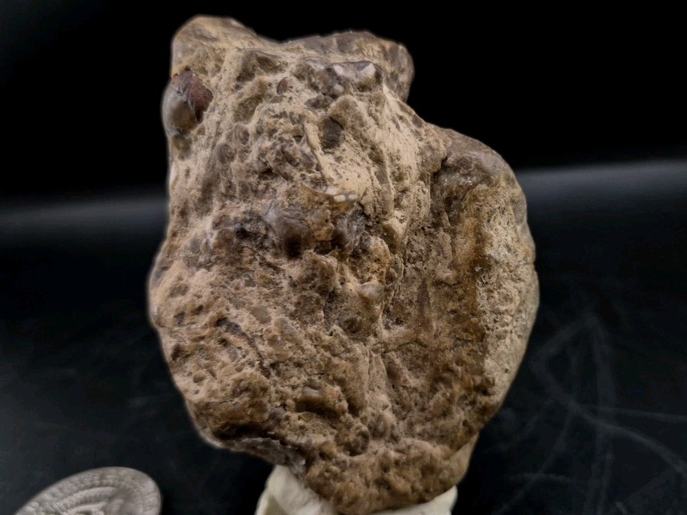 Egg Fossil Reptile 🦎 Permineralized
