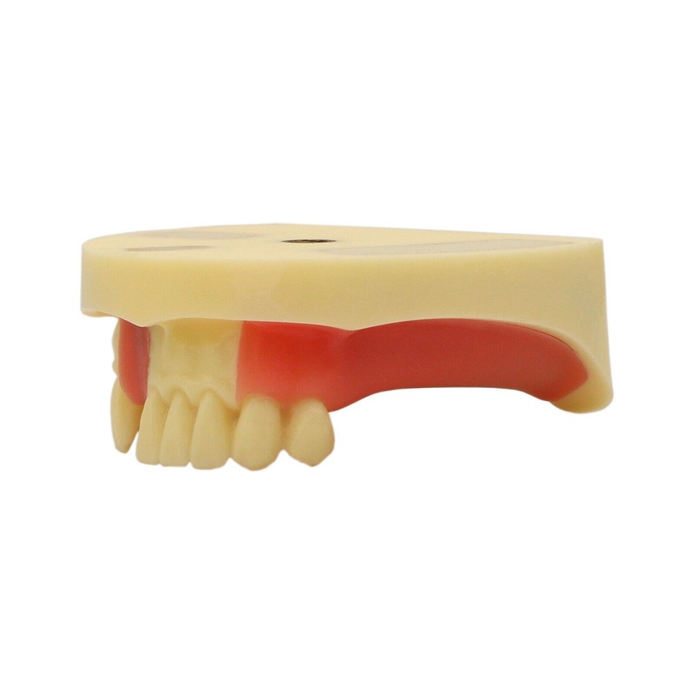 Dental Teeth Model Gingiva Removable Implant Drilling Practice Teeth Model M2004