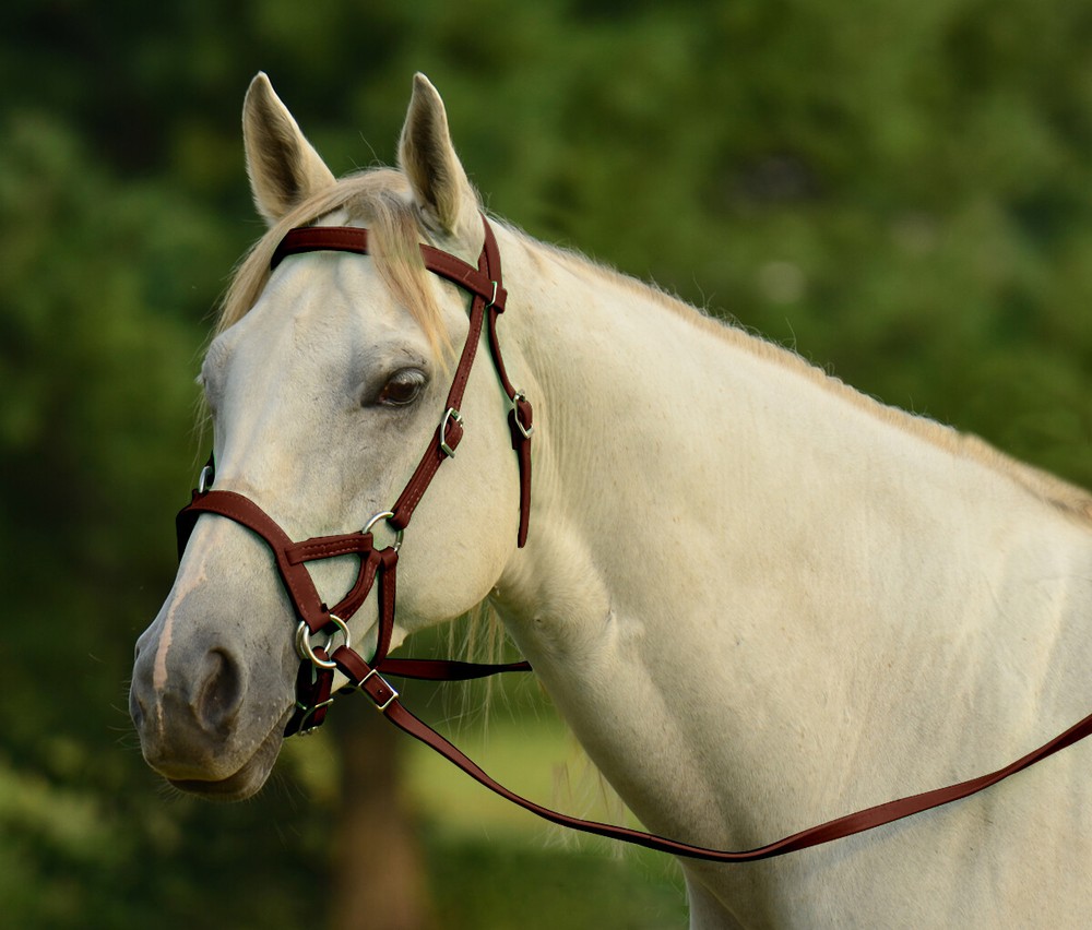 PONY SIZE Any Color SIDEPULL Bitless BRIDLE & REINS made w Beta Biothane