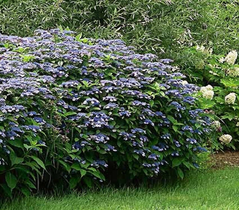 HYDRANGEA - MISCELLANEOUS VARIETIES- LOST TAG - STARTER PLANT