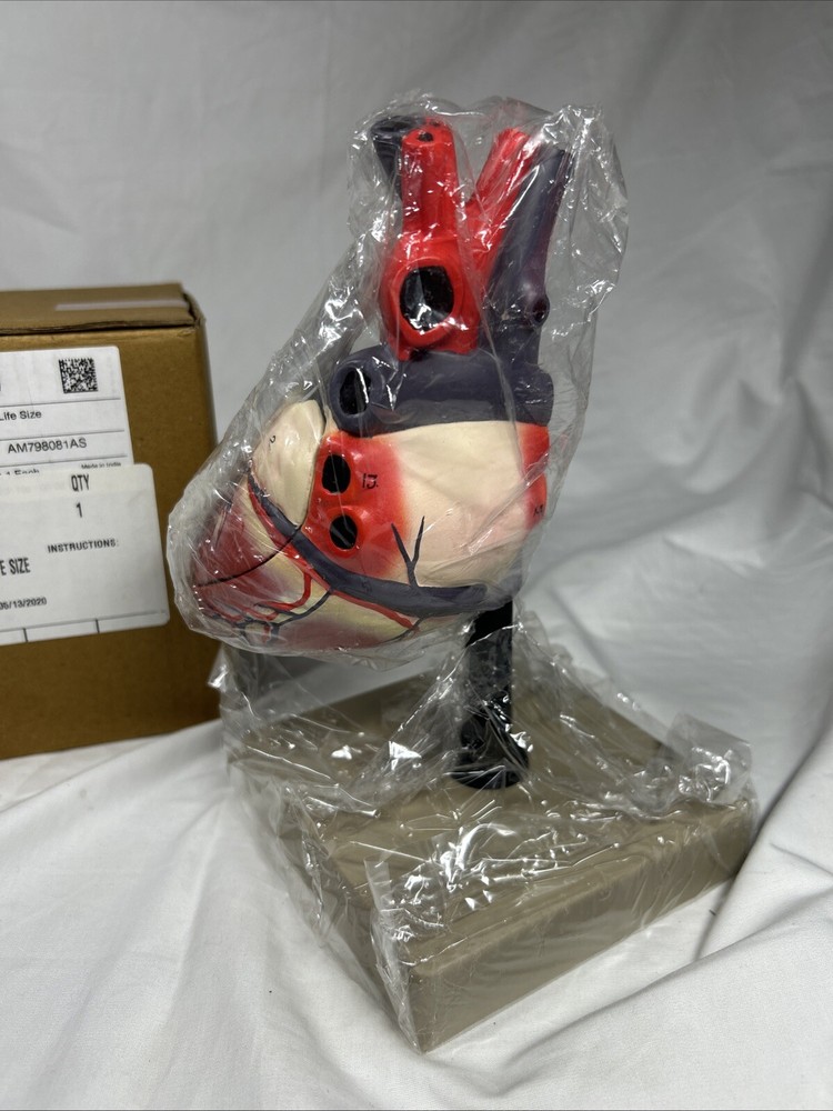 Eisco Labs Life Size Human Heart Model on Base Educational Tool