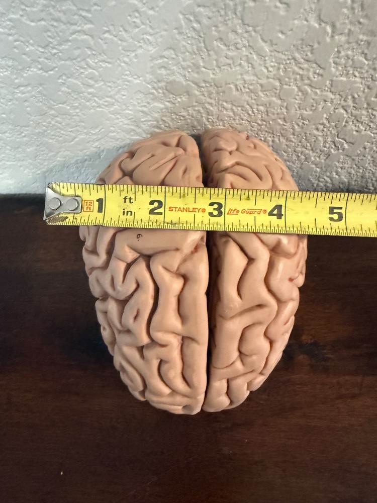 vintage anatomy model brain model 4 pieces