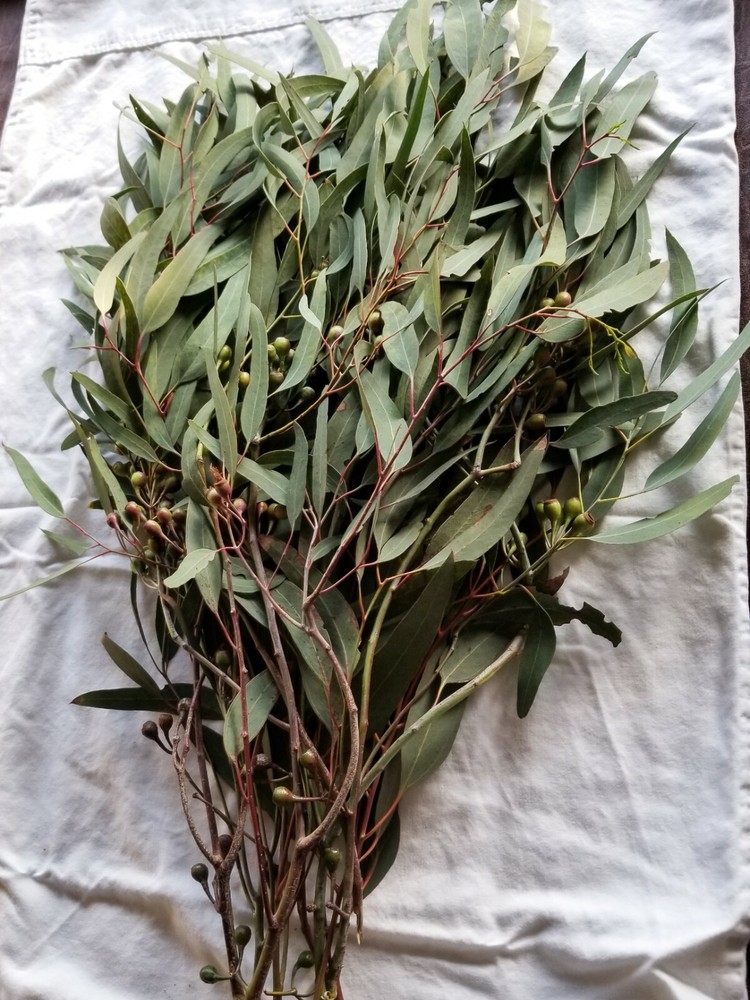 Organic Eucalyptus globulus fresh Leaves