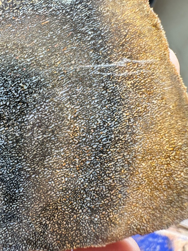 Dinosaur bone rough **hxtled slab.