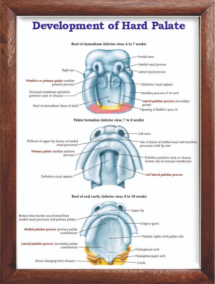 Development of Hard Palate Chart 12x18 inches