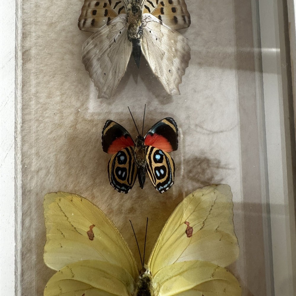 Real Framed Butterfly Specimen Display Shadow Box Swallowtail Entomology Art