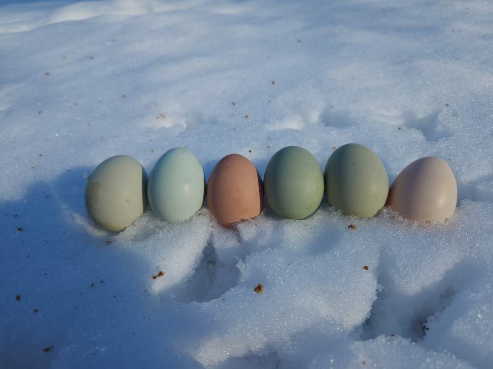 Easter Egger DOZEN HATCHING EGGS Pink, Blue, Green, Olive, Moss, Chocolate Etc