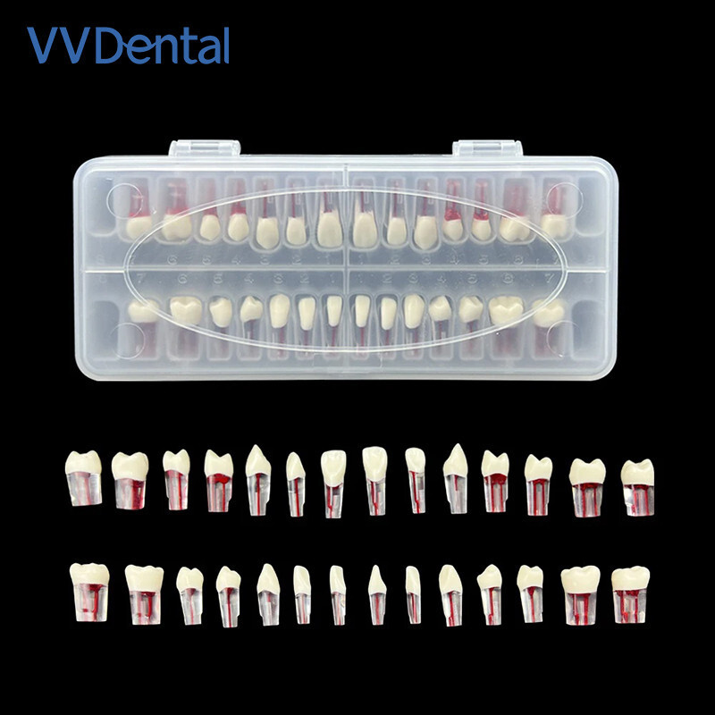 Dental Endodontic Treatment Anterior Teeth Pathology Study Demonstration Model