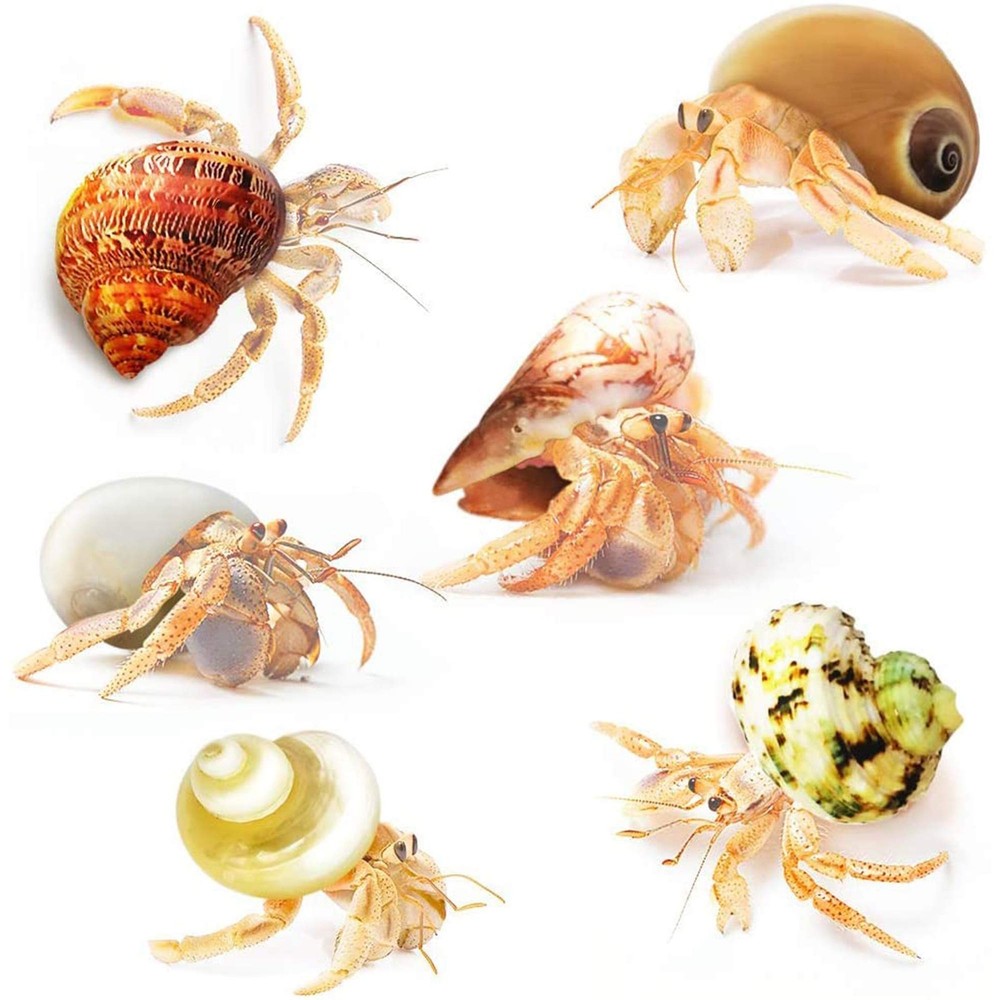 Hermit Crab Shells Medium and Large Growth Turbo Seashells 1â€ - 2â€ Shell