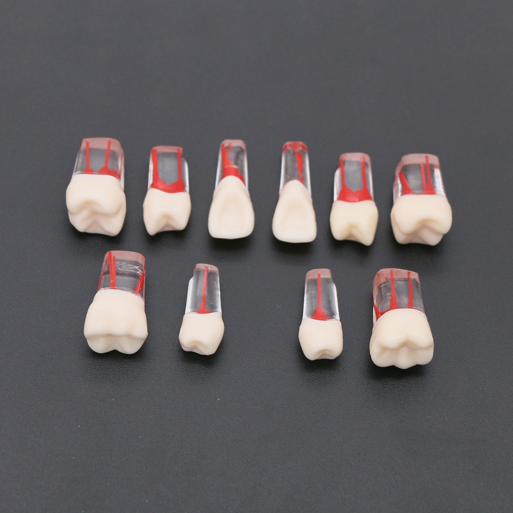 Dental Root Canal RCT Block Pulp Cavity Practice Model for Endo File Study Teeth