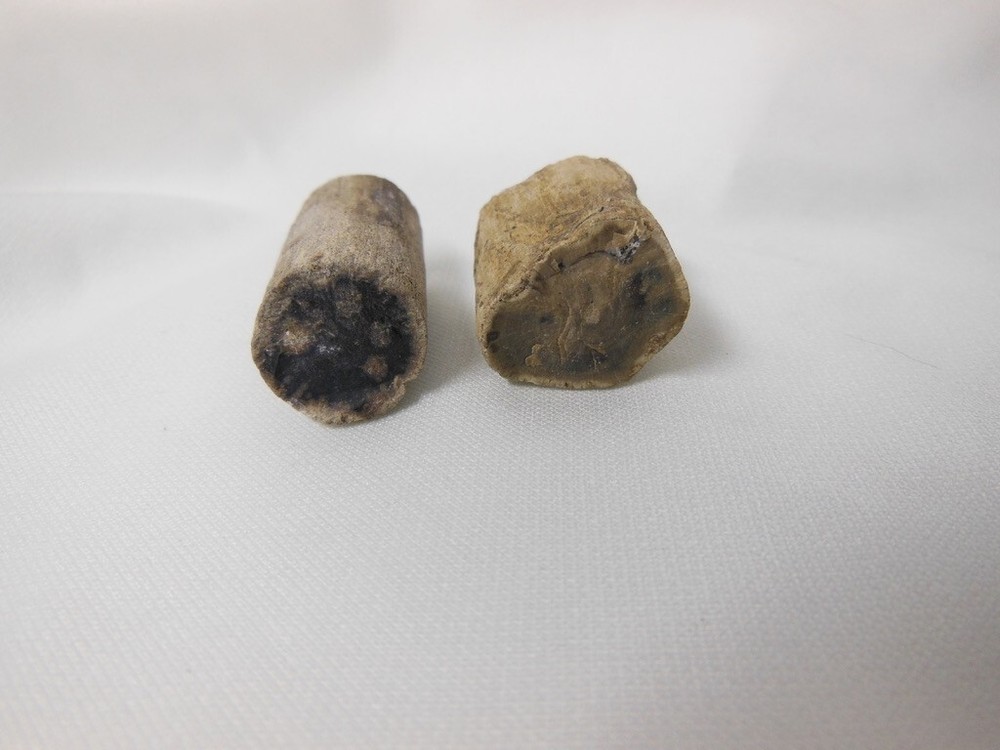 2 Blue Forest Petrified Wood Limbs / Small display pieces / Polished