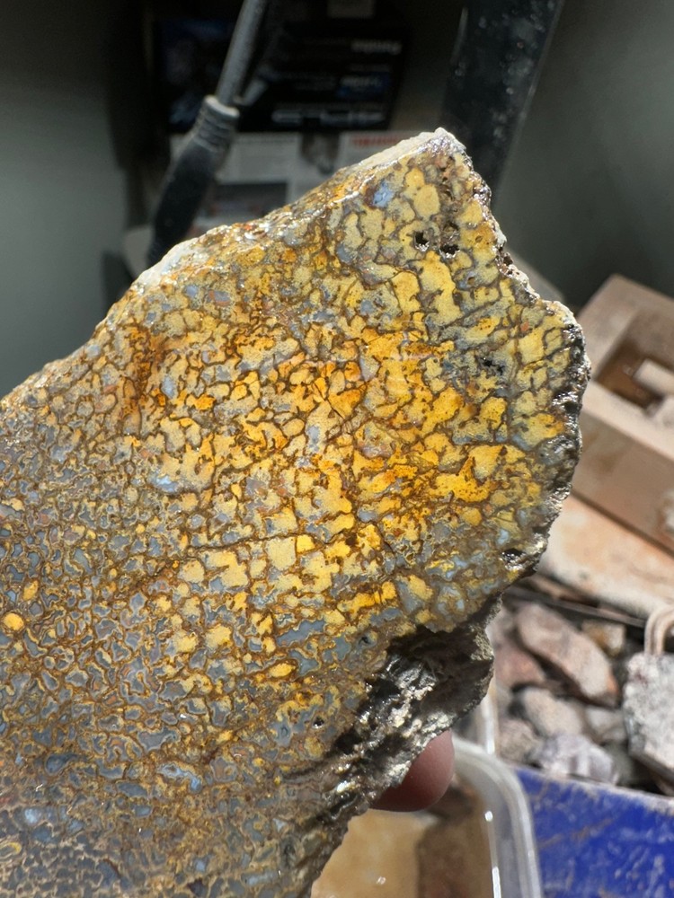 Dinosaur bone rough **hxtled end cut.