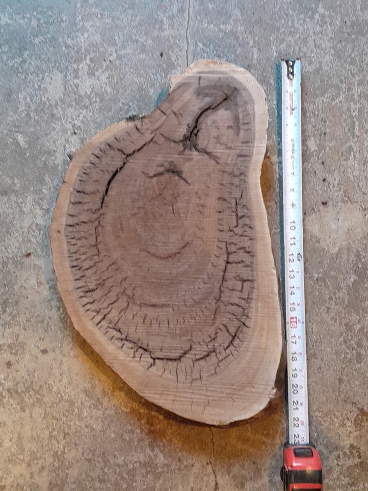 2 Inch Thick Black Walnut Slice