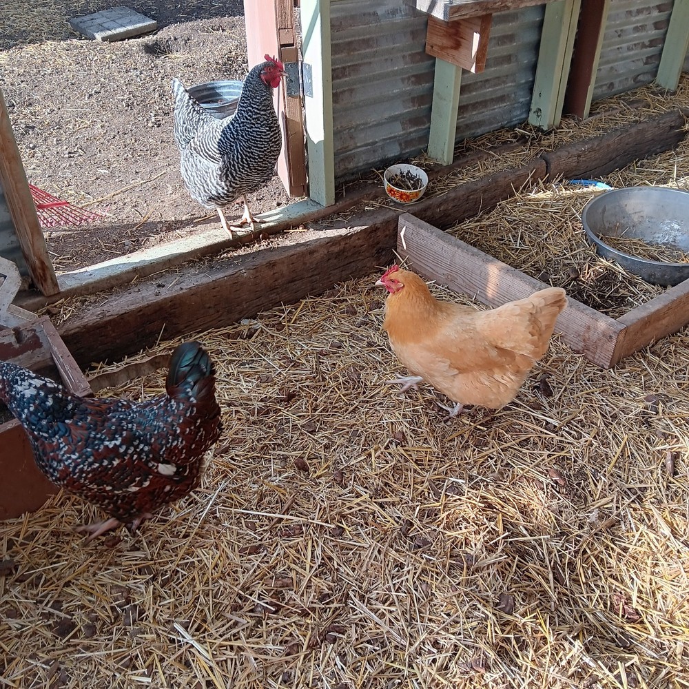 14 Hatching Chicken Eggs Plus 2 Ducks Eggs