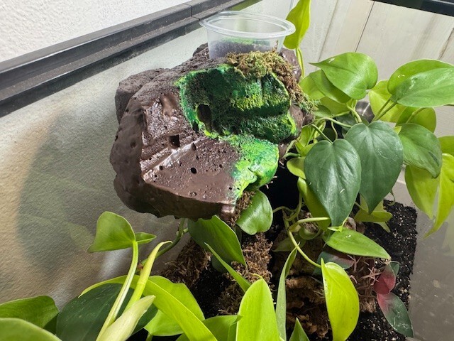 Medium Sub-tropical Magnetic Ledge With 5 Feeder Cups