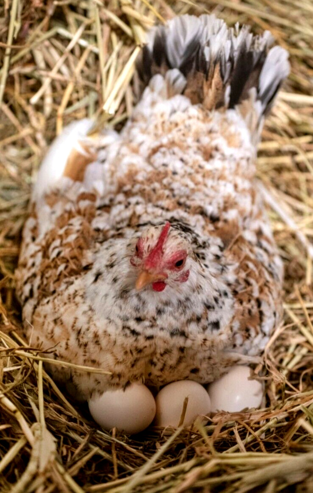 12 NPIP/AI CLEAN SERAMA BANTAM HATCHING EGGS ●SHOW QUALITY●MICRO MINI TEA CUP