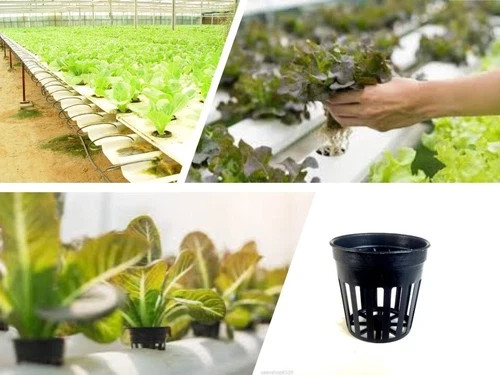 50 pc x NET CUP POTS HYDROPONIC SYSTEM GROW KIT 2 Inch