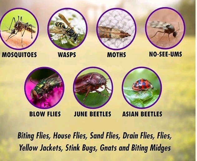 DynaTrap 1900710 Insects Trap