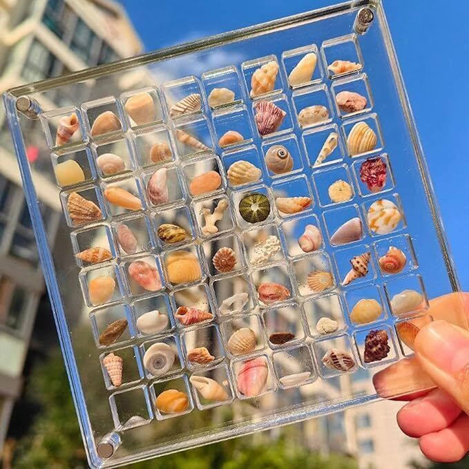 Acrylic Magnetic Seashell Display Box, 36/64/100 Grids Seashell Display Box