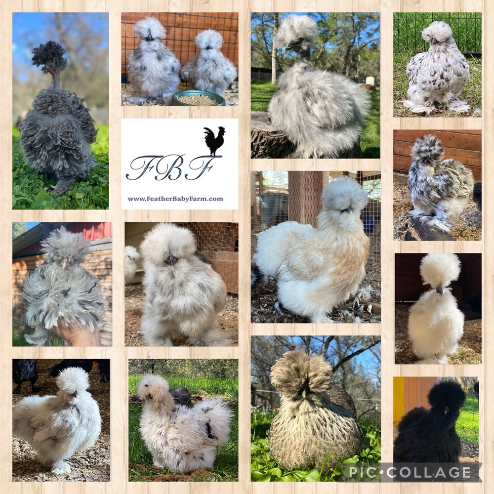 6 silkie/satin hatching eggs