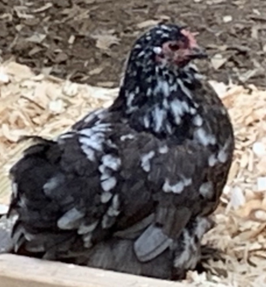 Dozen Cochin Bantam Eggs for Hatching