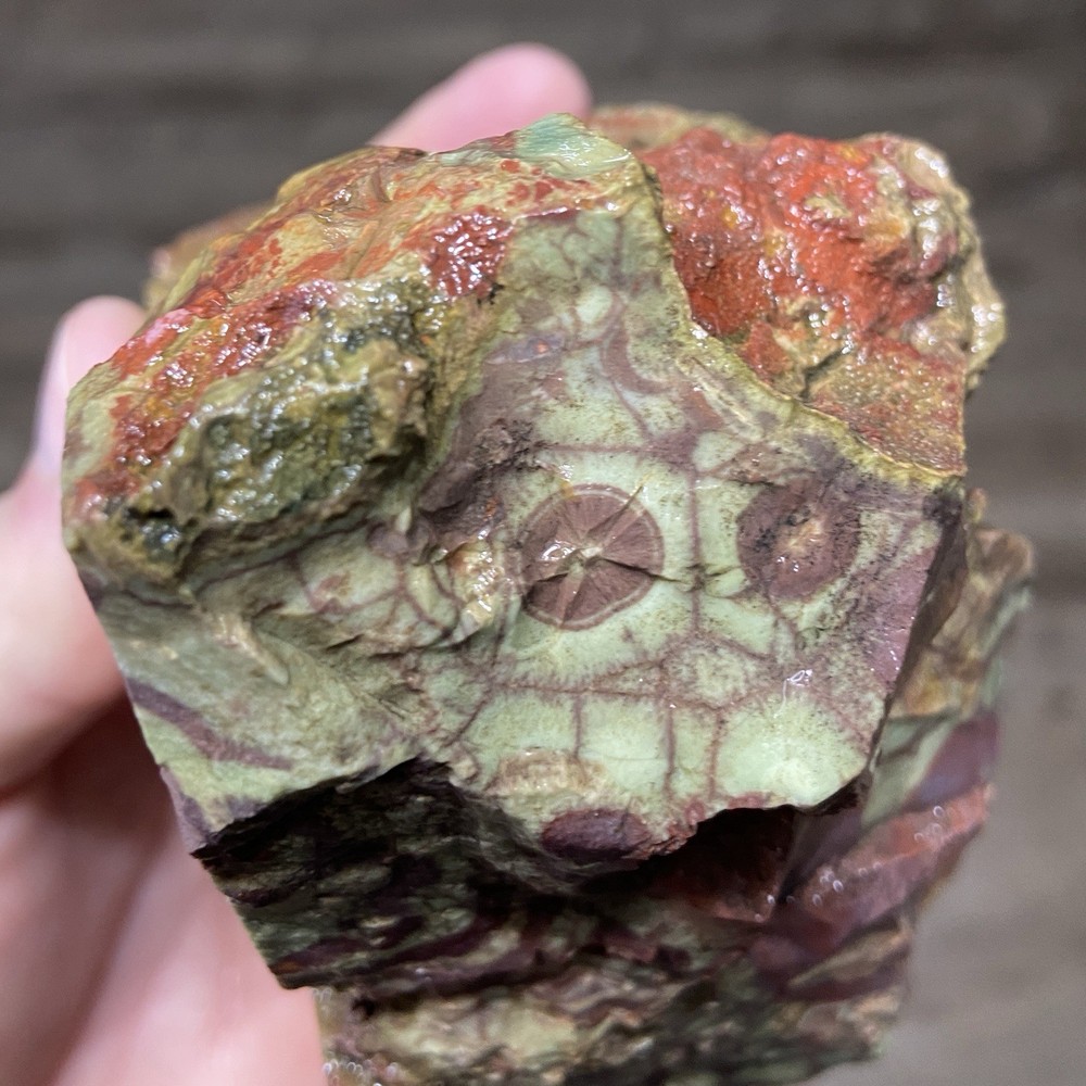 Mushroom Spiderweb Jasper Vibrant Lapidary Rough 2 Pounds!