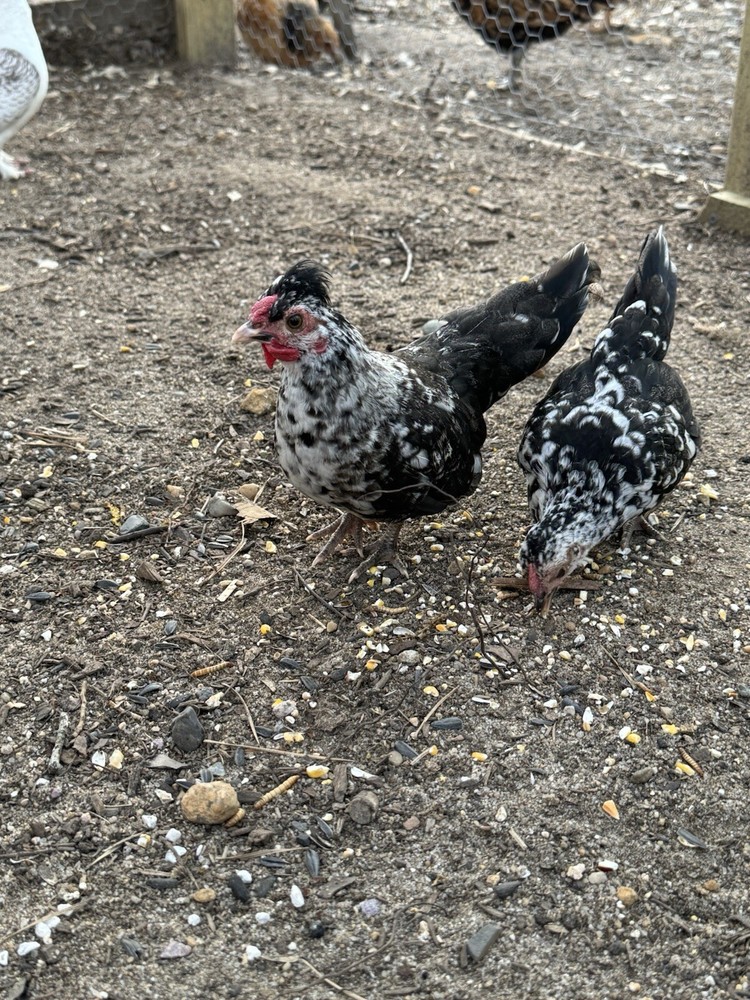 Kikiriki Bantam Hatching Eggs 8++