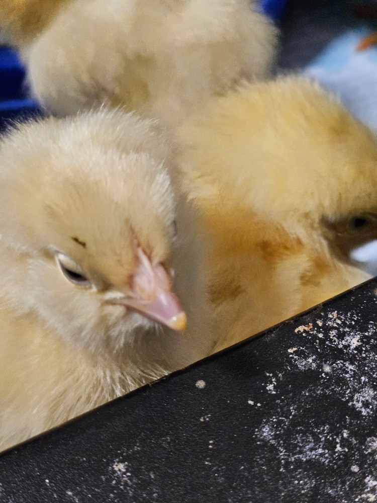 Salmon Faverolles 8+ Hatching Eggs