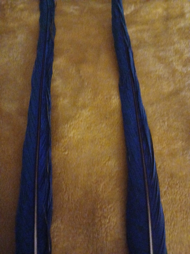 2 Blue & Gold Parrot Tail Feathers 19 Inches