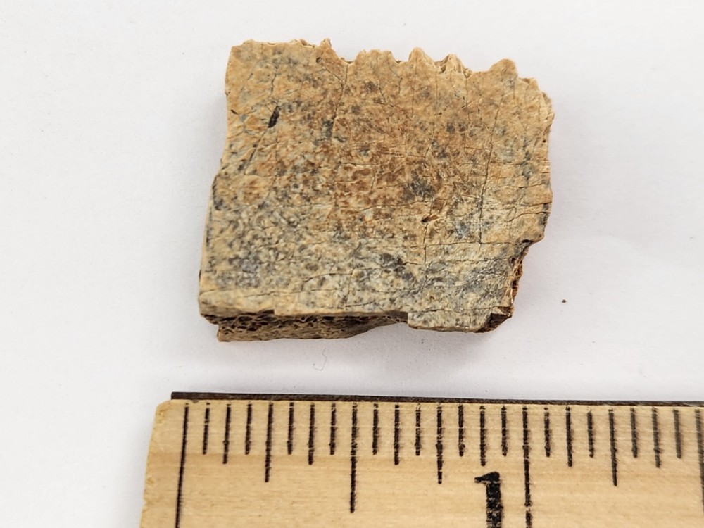 Cretaceous Turtle Shell Fossil - Testudines - Judith River Fm. - Hill Co., MT