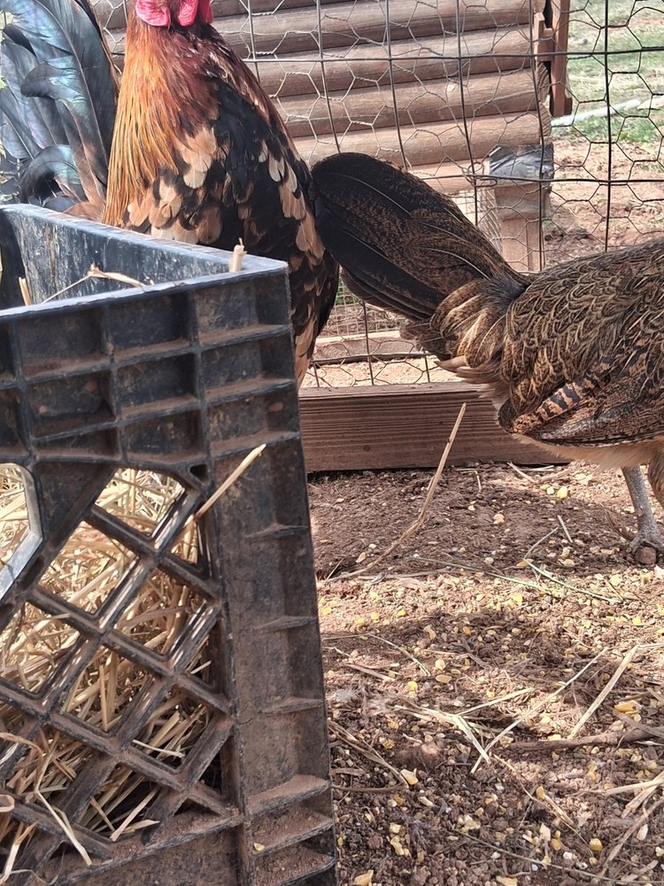 6 McLean Henny Pure Hatching Eggs