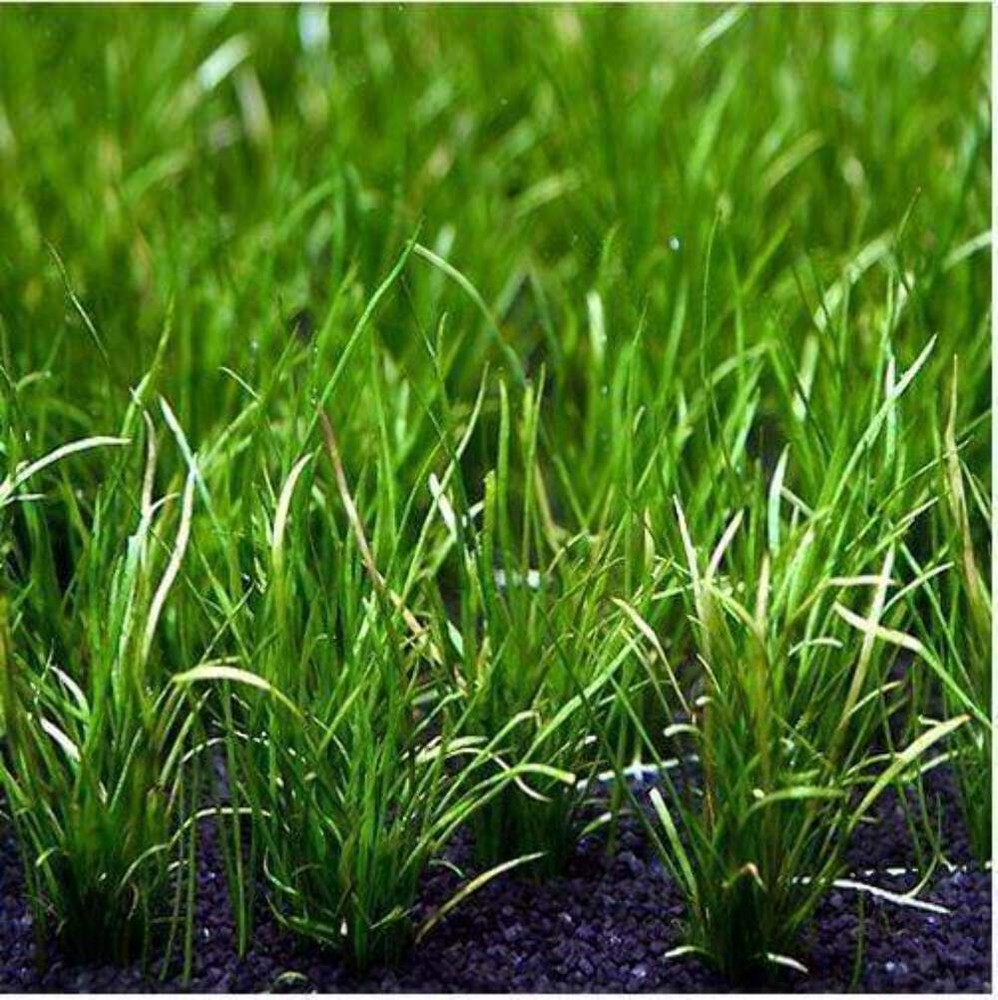 Micro Sword Narrow Leaf | Aquarium Plants Factory®