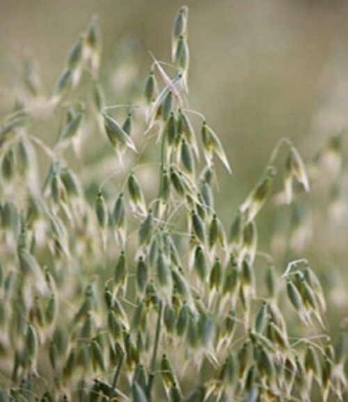 Organic Oat Straw