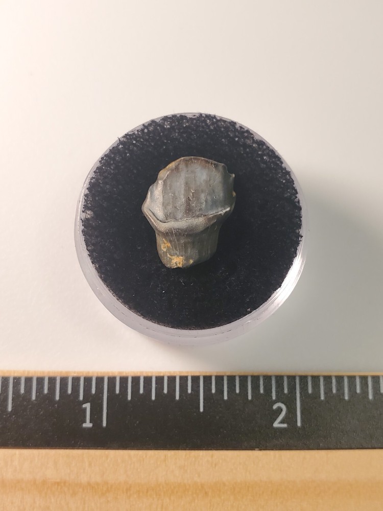 Ankylosaur Tooth