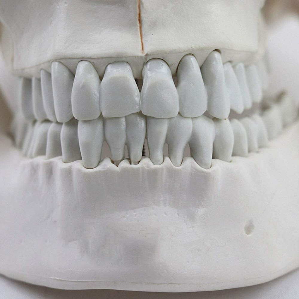 Life Size Numbered Human Skull Model 3 Parts Anatomical Model Teaching Model