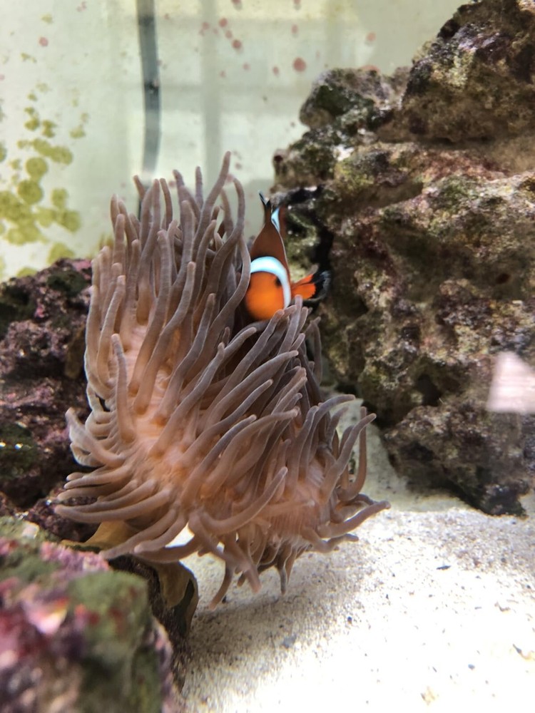 POND MASTER TEST KIT Pond Water Test Kit 500-Test