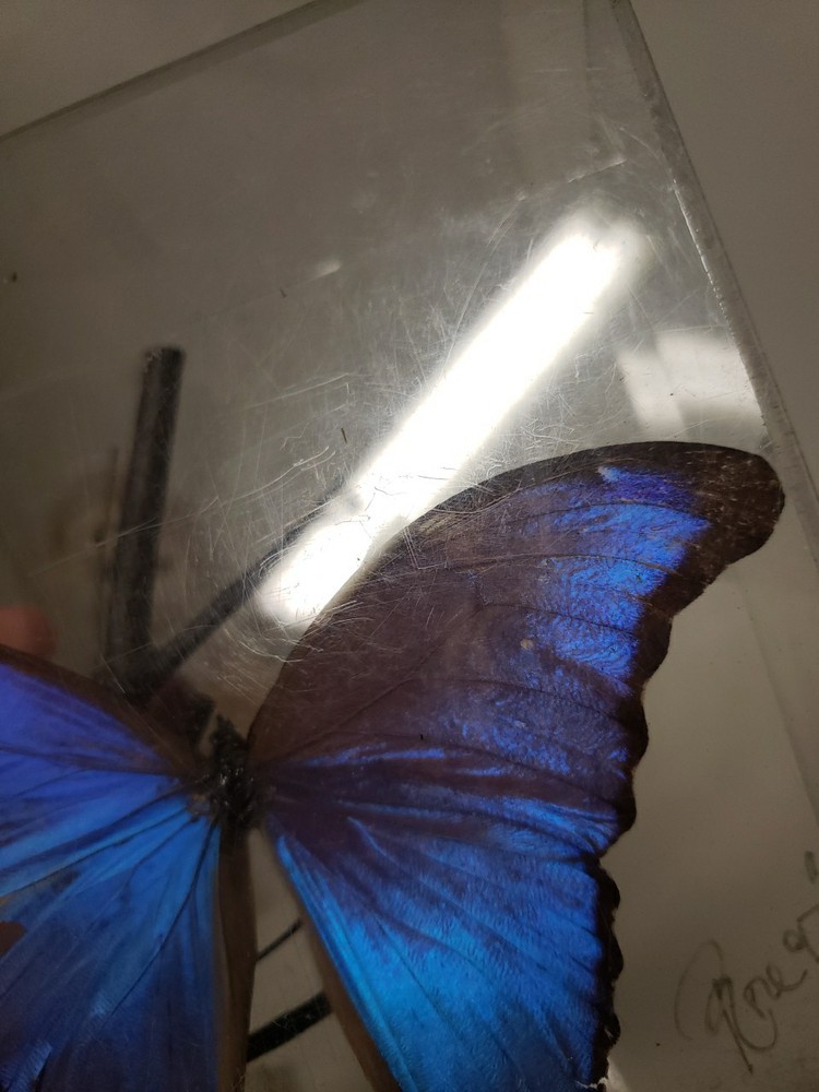 Blue Morpho Butterfly Acrylic Display Signed 1997