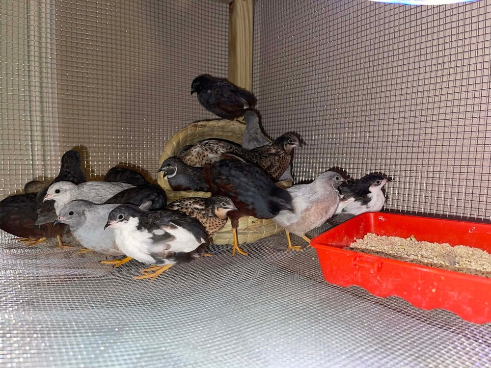 20+ Extra Button Chick (Button Quail) Hatching Eggs – Fresh & Multiple Colors
