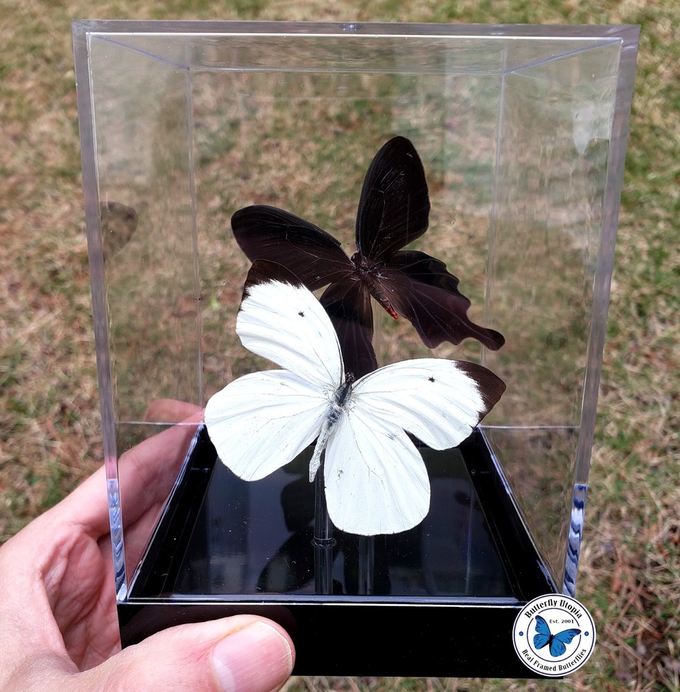 Real 3D Framed Butterflies: Black & White - Table Top Cube
