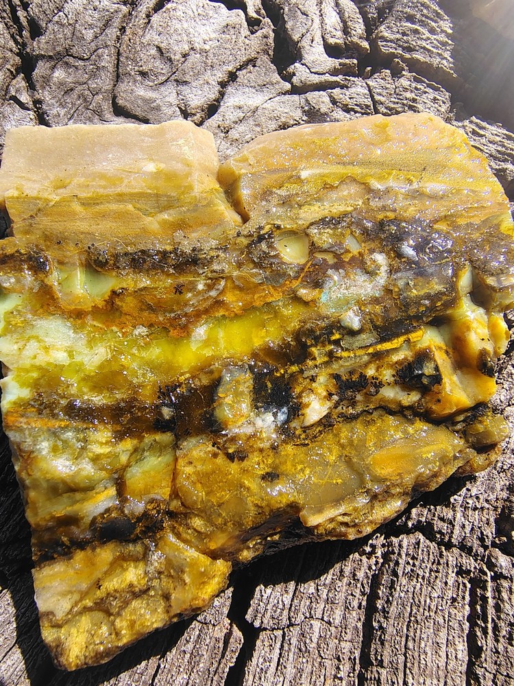 blue opalized petrified wood
