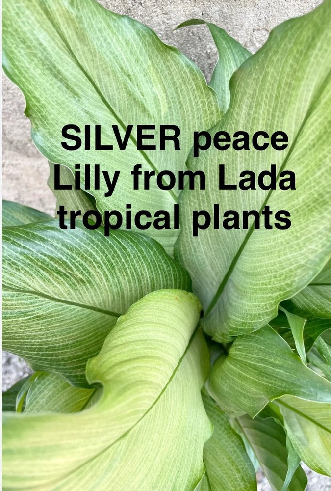 Peace lily Silver In 2” Pot
