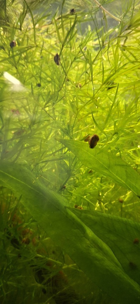 10 Baby Bladder Snails