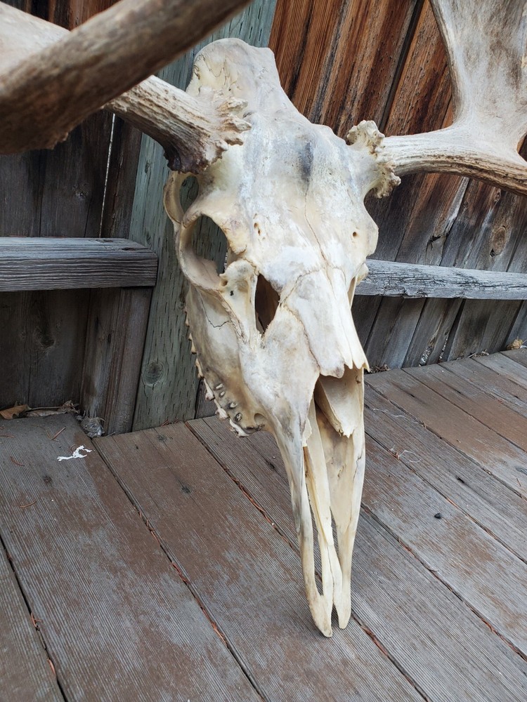 Shiras Moose European Mount