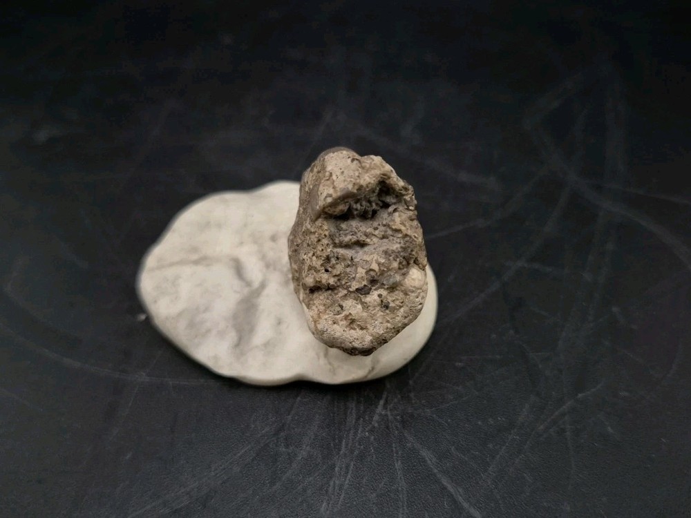 Real Fossil Dinosaur Egg Embro Permineralized Uv Reactive