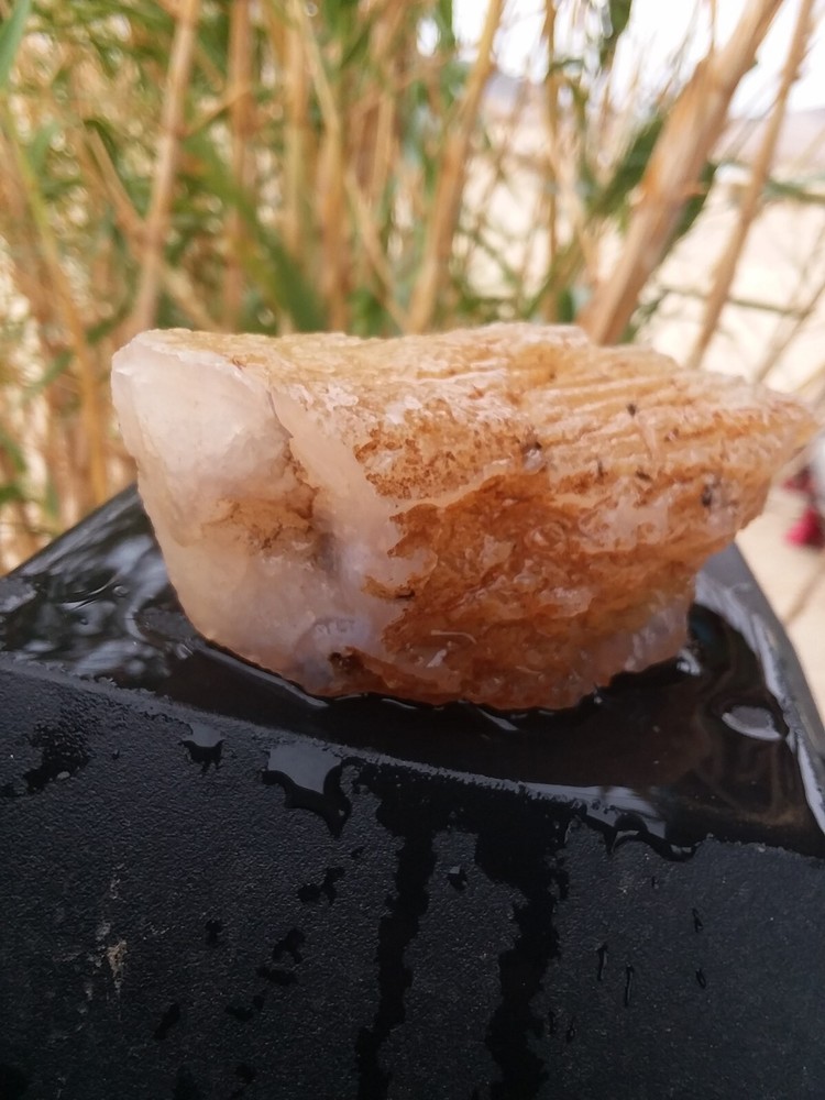 Chalcedony Filling Possible Petrified Would Opalized