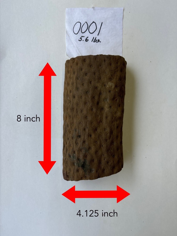 Lycopod Fossil Stigmaria