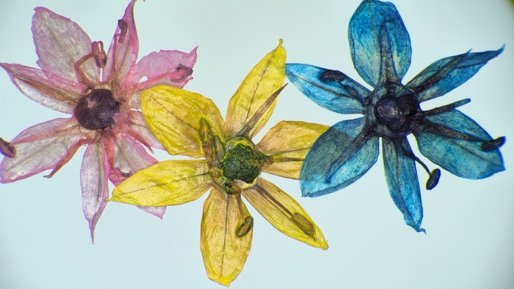 VIP Digital Microscope for Museums, Conservancies, STEM, etc.