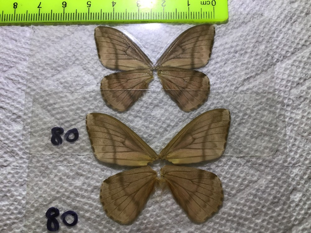 LPSA2 08 A+/ A Dirphia ? Saturniidae Moths