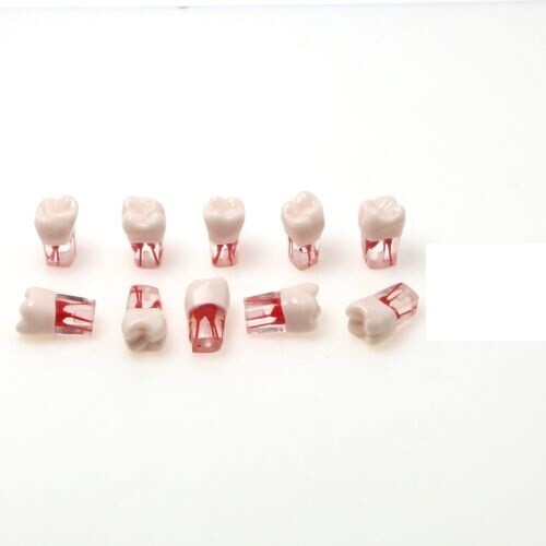 Dental Endo Root Canal Practice Teeth Model Pulp Study Practice Pulp Cavity #16